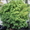  растения на продажу - <ro>Изображение</ro><ru>Изображение</ru> #3, <ru>Объявление</ru> #599653