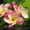 Семена экзотических тропических растений плюмерий 33 вида - <ro>Изображение</ro><ru>Изображение</ru> #6, <ru>Объявление</ru> #579041