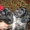 продам щенков русского спаниеля - <ro>Изображение</ro><ru>Изображение</ru> #3, <ru>Объявление</ru> #565298