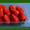 Продам саженцы клубники Альбион, Королева Елизавета-2, Сан-Андреас  #588226
