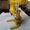 Промышленная мельница жирновая для помола специй - <ro>Изображение</ro><ru>Изображение</ru> #1, <ru>Объявление</ru> #465901
