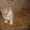  Персидские котята отличного породного типа - <ro>Изображение</ro><ru>Изображение</ru> #1, <ru>Объявление</ru> #581098