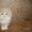  Персидские котята отличного породного типа - <ro>Изображение</ro><ru>Изображение</ru> #2, <ru>Объявление</ru> #581098