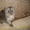  Персидские котята отличного породного типа #581098