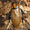 Шеститочечный таракан (Eublaberus distanti)