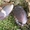 Таракан капучино (Erdaula capucina) #594680