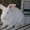 Кролики белый паннон #630769