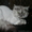 Стрижка котов и собак. - <ro>Изображение</ro><ru>Изображение</ru> #2, <ru>Объявление</ru> #56591