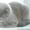 шотландский кот приглашает на вязку - <ro>Изображение</ro><ru>Изображение</ru> #1, <ru>Объявление</ru> #680182