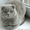 шотландский кот приглашает на вязку - <ro>Изображение</ro><ru>Изображение</ru> #2, <ru>Объявление</ru> #680182