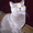 Британские  прямоухие котята. - <ro>Изображение</ro><ru>Изображение</ru> #6, <ru>Объявление</ru> #684997