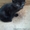 Отдам чёрного полупушистого котёнка, мальчик 3 мес. - <ro>Изображение</ro><ru>Изображение</ru> #2, <ru>Объявление</ru> #717953