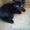 Отдам чёрного полупушистого котёнка, мальчик 3 мес. - <ro>Изображение</ro><ru>Изображение</ru> #1, <ru>Объявление</ru> #717953