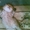  Продам персидского котенка редкого окраса - <ro>Изображение</ro><ru>Изображение</ru> #4, <ru>Объявление</ru> #749454