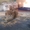  Продам персидского котенка редкого окраса - <ro>Изображение</ro><ru>Изображение</ru> #3, <ru>Объявление</ru> #749454