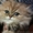  Продам персидского котенка редкого окраса #749454