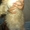  Продам персидского котенка редкого окраса - <ro>Изображение</ro><ru>Изображение</ru> #2, <ru>Объявление</ru> #749454