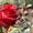 Розы! Кусты роз оптом! Большой ассортимент #755259