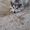 Аляскинский маламут, щенки - <ro>Изображение</ro><ru>Изображение</ru> #1, <ru>Объявление</ru> #776781