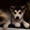 Аляскинский маламут, щенки - <ro>Изображение</ro><ru>Изображение</ru> #3, <ru>Объявление</ru> #776781