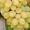 Продам саженцы и лозу раннего винограда - <ro>Изображение</ro><ru>Изображение</ru> #3, <ru>Объявление</ru> #778722