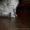 Котята окрас вискас - <ro>Изображение</ro><ru>Изображение</ru> #3, <ru>Объявление</ru> #768703