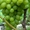 Продам саженцы и лозу раннего винограда - <ro>Изображение</ro><ru>Изображение</ru> #4, <ru>Объявление</ru> #778722