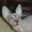 Предлагаем колорных котят канадского сфинкса. - <ro>Изображение</ro><ru>Изображение</ru> #1, <ru>Объявление</ru> #702055