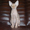 Предлагаем колорных котят канадского сфинкса. - <ro>Изображение</ro><ru>Изображение</ru> #7, <ru>Объявление</ru> #702055