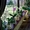 Уход за комнатными цветами и зимним садом - <ro>Изображение</ro><ru>Изображение</ru> #1, <ru>Объявление</ru> #706995