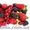 Свежие ягоды и фрукты круглый год - <ro>Изображение</ro><ru>Изображение</ru> #4, <ru>Объявление</ru> #812255
