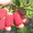 продам саженцы клубники frigo,малины - <ro>Изображение</ro><ru>Изображение</ru> #1, <ru>Объявление</ru> #843484