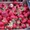продам саженцы клубники frigo,малины - <ro>Изображение</ro><ru>Изображение</ru> #5, <ru>Объявление</ru> #843484