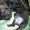 Продаются щенки французского бульдога - <ro>Изображение</ro><ru>Изображение</ru> #1, <ru>Объявление</ru> #840293