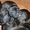 Продаются щенки французского бульдога - <ro>Изображение</ro><ru>Изображение</ru> #3, <ru>Объявление</ru> #840293