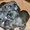 Продаются щенки французского бульдога - <ro>Изображение</ro><ru>Изображение</ru> #4, <ru>Объявление</ru> #840293
