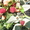Саженцы и  рассада малины   разных сортов. - <ro>Изображение</ro><ru>Изображение</ru> #5, <ru>Объявление</ru> #401914
