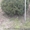 Туя западная "Смарагд", самшит вечнозеленый шар - <ro>Изображение</ro><ru>Изображение</ru> #1, <ru>Объявление</ru> #883601
