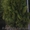 Туя западная "Смарагд", самшит вечнозеленый шар - <ro>Изображение</ro><ru>Изображение</ru> #4, <ru>Объявление</ru> #883601
