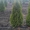 Туя западная "Смарагд", самшит вечнозеленый шар - <ro>Изображение</ro><ru>Изображение</ru> #5, <ru>Объявление</ru> #883601