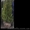 Туя западная "Смарагд", самшит вечнозеленый шар - <ro>Изображение</ro><ru>Изображение</ru> #6, <ru>Объявление</ru> #883601