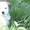 Продам щенков китайской хохлатой - <ro>Изображение</ro><ru>Изображение</ru> #1, <ru>Объявление</ru> #901610