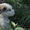 Продам щенков китайской хохлатой - <ro>Изображение</ro><ru>Изображение</ru> #2, <ru>Объявление</ru> #901610