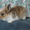 Карликовые крольчата - <ro>Изображение</ro><ru>Изображение</ru> #4, <ru>Объявление</ru> #907460