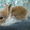 Карликовые крольчата - <ro>Изображение</ro><ru>Изображение</ru> #5, <ru>Объявление</ru> #907460