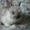 Карликовые крольчата - <ro>Изображение</ro><ru>Изображение</ru> #2, <ru>Объявление</ru> #907460