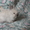 Карликовые крольчата - <ro>Изображение</ro><ru>Изображение</ru> #6, <ru>Объявление</ru> #907460