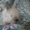 Карликовые крольчата - <ro>Изображение</ro><ru>Изображение</ru> #8, <ru>Объявление</ru> #907460