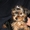 Милые щеночки йорика - <ro>Изображение</ro><ru>Изображение</ru> #2, <ru>Объявление</ru> #897309