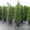 Прокат декоративных деревьев и кустарников - <ro>Изображение</ro><ru>Изображение</ru> #2, <ru>Объявление</ru> #907820
